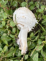 Chlorophyllum molybdites image