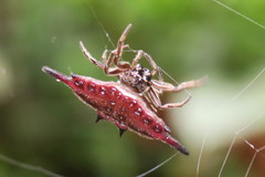 Gasteracantha diardi