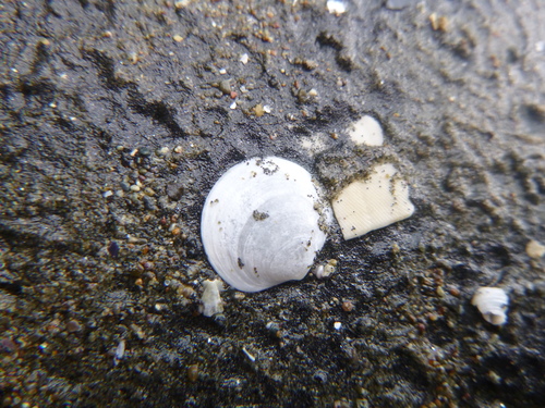 Zemysia zelandica