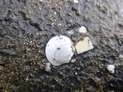 Zemysia zelandica image