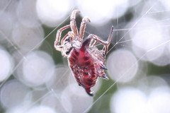 Gasteracantha diardi