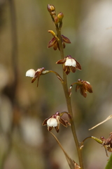 Eulophia cochlearis
