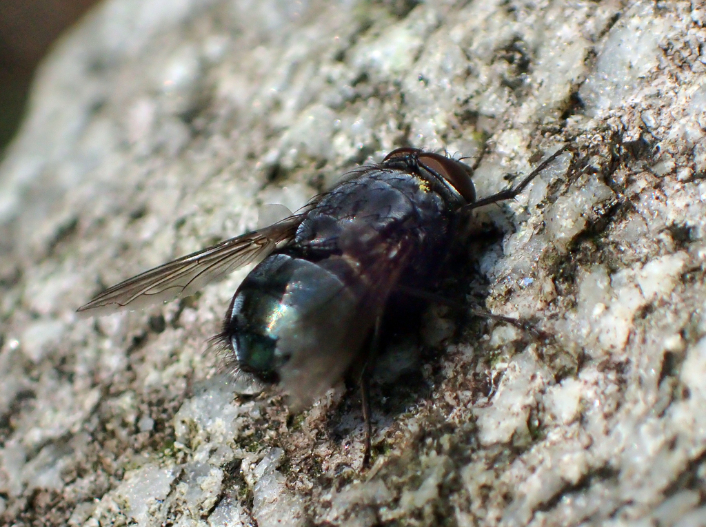 Calliphora nigribarbis