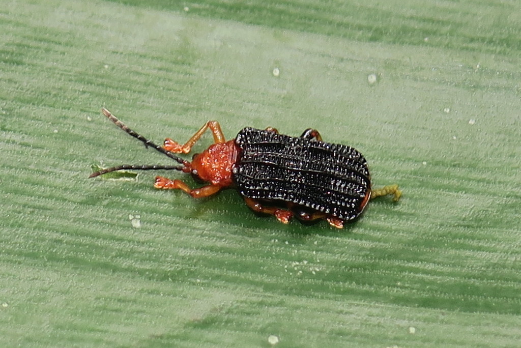 Gonophora haemorrhoidalis
