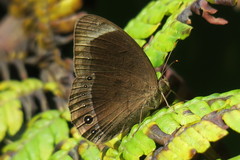 Mycalesis anaxias