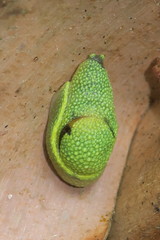 Ibycus rachelae