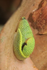 Ibycus rachelae