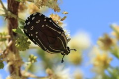 Rhabdotis semipunctata