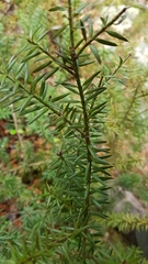Podocarpus acutifolius