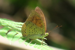 Tanaecia julii