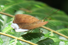 Tanaecia julii