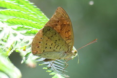 Tanaecia julii