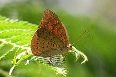 Tanaecia julii