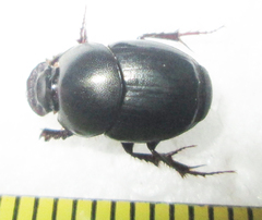 Euonthophagus carbonarius