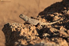 Agama anchietae