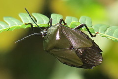Tessaratomidae