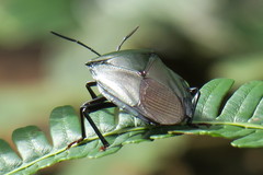Tessaratomidae