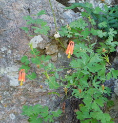 Aquilegia desertorum