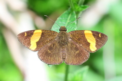 Celaenorrhinus cameroni