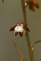 Eulophia cochlearis