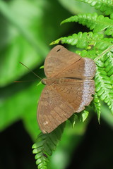 Tanaecia julii