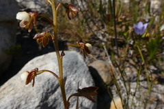 Eulophia cochlearis