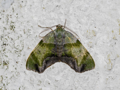 Achrosis