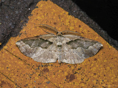 Celenna callopistes