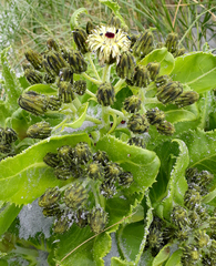 Sonchus grandifolius