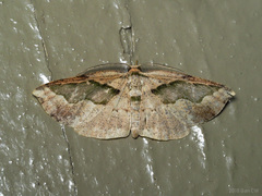 Celenna callopistes