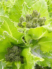 Sonchus grandifolius