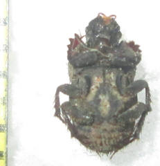 Drepanocerus kirbyi
