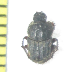Drepanocerus kirbyi