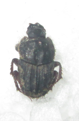 Drepanocerus kirbyi
