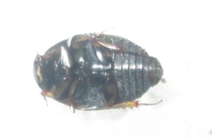Sphaeridiinae