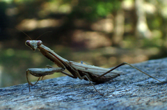 Statilia maculata maculata
