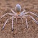 Wheel Spider - Photo (c) mlouwsma, some rights reserved (CC BY-NC), uploaded by mlouwsma