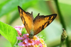 Vagrans sinha