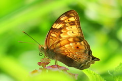 Vagrans sinha