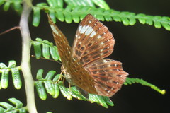 Zemeros flegyas albipunctatus
