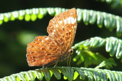 Zemeros flegyas albipunctatus