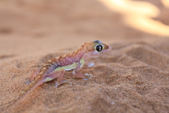 Pachydactylus rangei