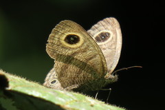 Ypthima fasciata