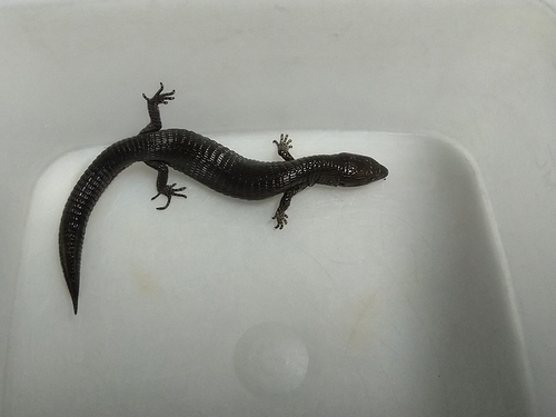 Drab Lightbulb Lizard, Riama unicolor