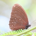 Blue-striped Palmfly - Photo (c) Soh Kam Yung, some rights reserved (CC BY-NC), uploaded by Soh Kam Yung