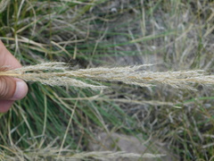 Muhlenbergia emersleyi