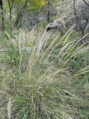 Muhlenbergia emersleyi