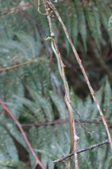 Dendrelaphis cyanochloris