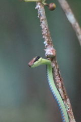 Dendrelaphis cyanochloris