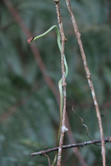 Dendrelaphis cyanochloris